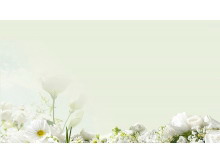 淡雅绿色背景白色花卉PPT背景图片