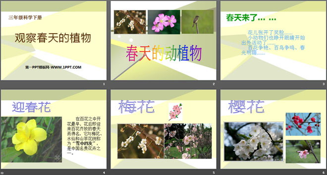 《观察春天的植物》天气与植物PPT课件-预览图02