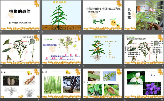 《植物的身体》植物的生长PPT课件2-预览图02