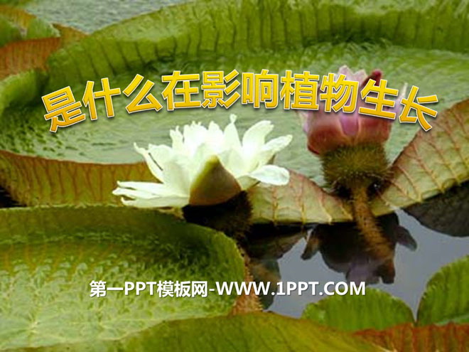 《是什么在影响植物生长》植物的生长PPT课件2-预览图01
