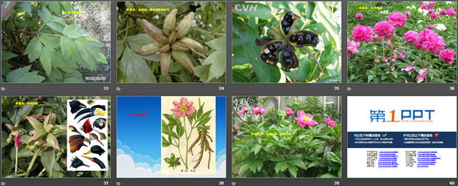 《考察动物和植物》认识更多的生物PPT课件-预览图05
