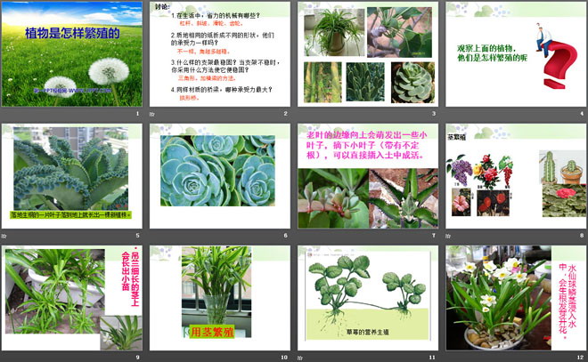 《植物是怎样繁殖的》植物的生命系统PPT课件2-预览图02