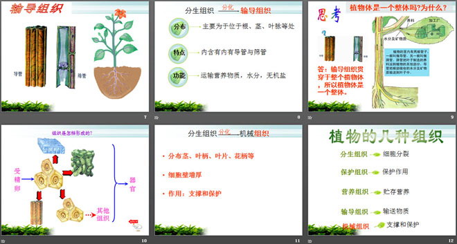 《植物体各部分的关系》植物的生命系统PPT课件-预览图03