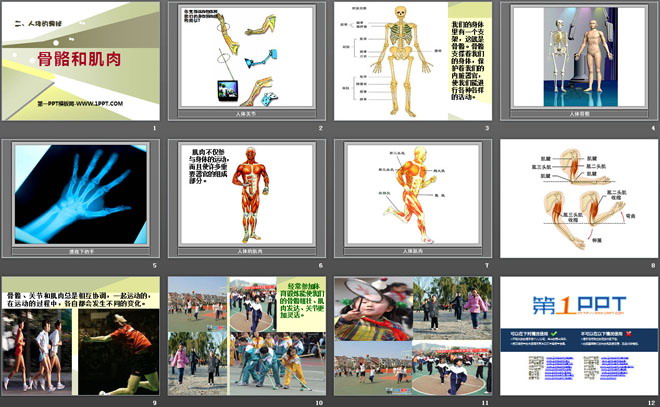 《骨骼和肌肉》人体的奥秘PPT课件-预览图02