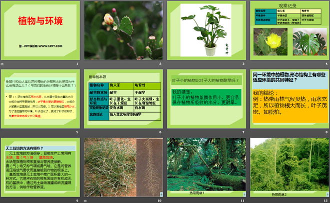 《植物与环境》生物与环境PPT课件-预览图02
