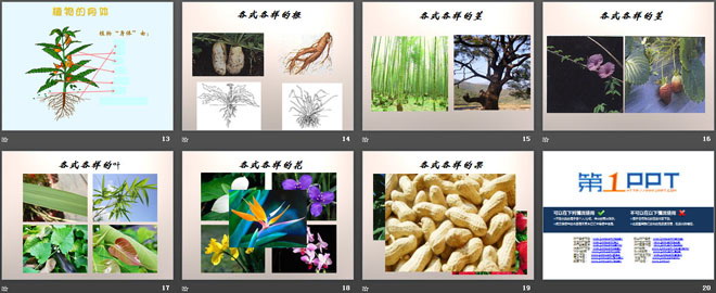 《植物的身体》植物生活的秘密PPT课件-预览图03