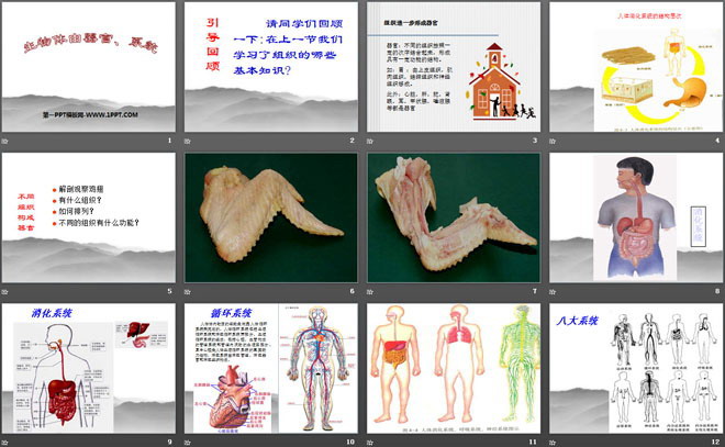 《生物体的器官、系统》PPT课件-预览图02