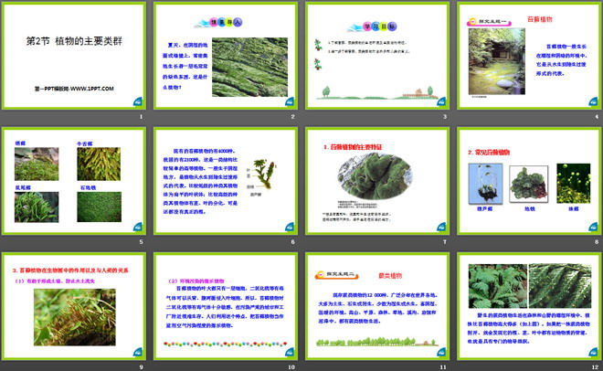《植物的主要类群》PPT课件-预览图02