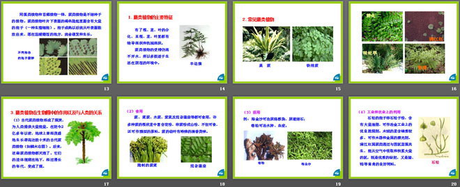 《植物的主要类群》PPT课件-预览图03