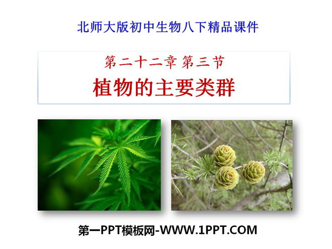 《植物的主要类群》PPT课件下载-预览图01