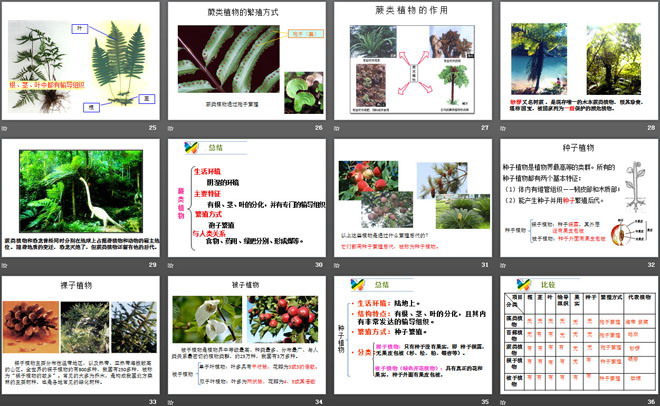 《植物的主要类群》PPT课件下载-预览图04