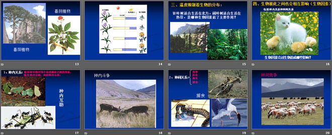 《生物的生存依赖一定的环境》PPT课件-预览图03