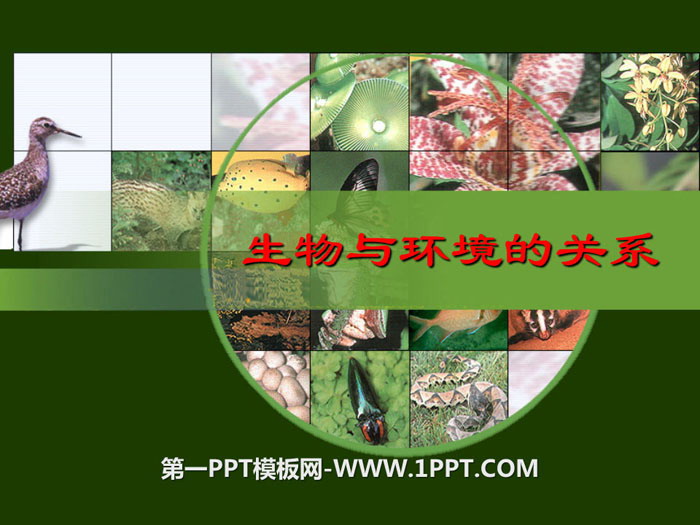 《生物与环境的关系》PPT课件-预览图01
