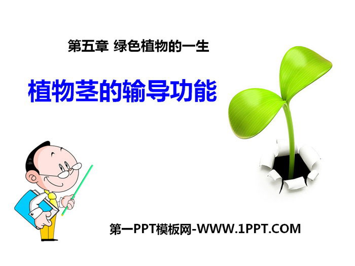 《植物茎的输导功能》PPT-预览图01