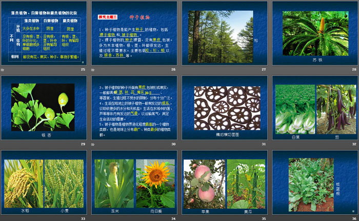 《五彩缤纷的植物世界》PPT课件-预览图04