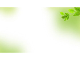 淡雅绿色树叶PowerPoint背景图片