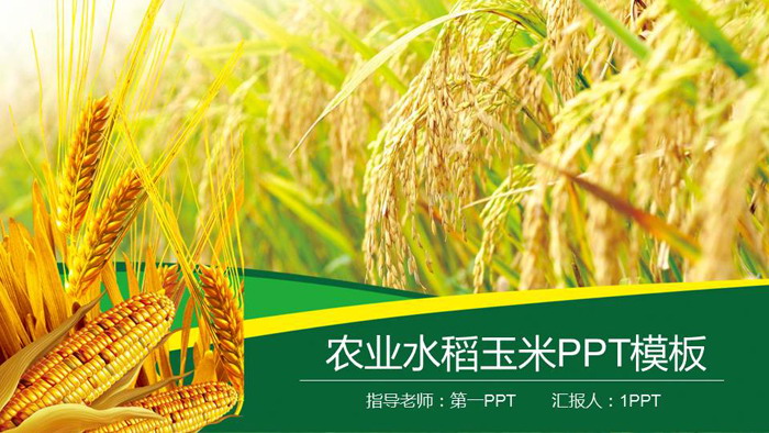 水稻小��玉米背景的�r�a品PPT模板