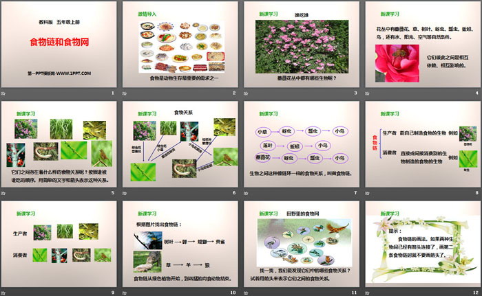 《食物链和食物网》生物与环境PPT-预览图02