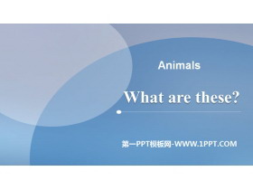 What are these?Animals PPT