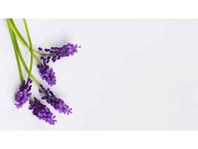 四张紫色鲜花PPT背景图片
