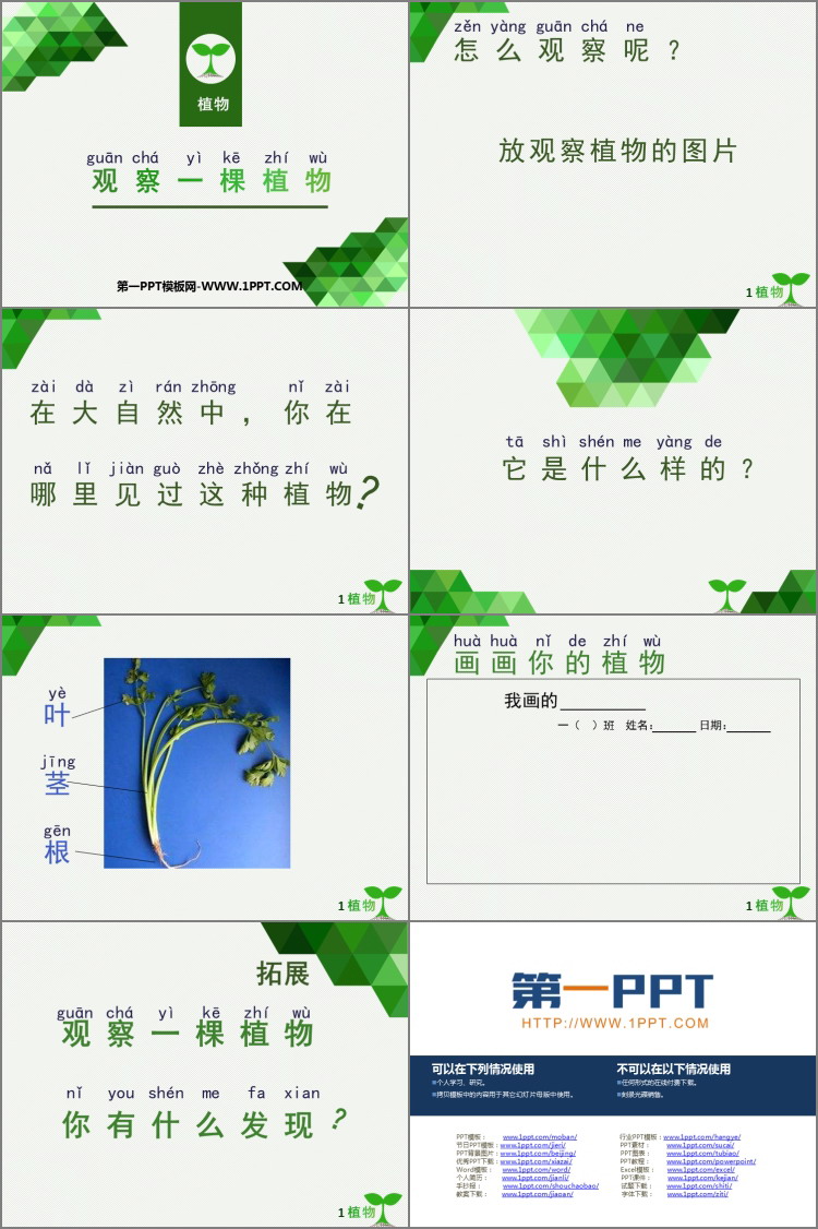 《观察一棵植物》PPT教学课件-预览图02