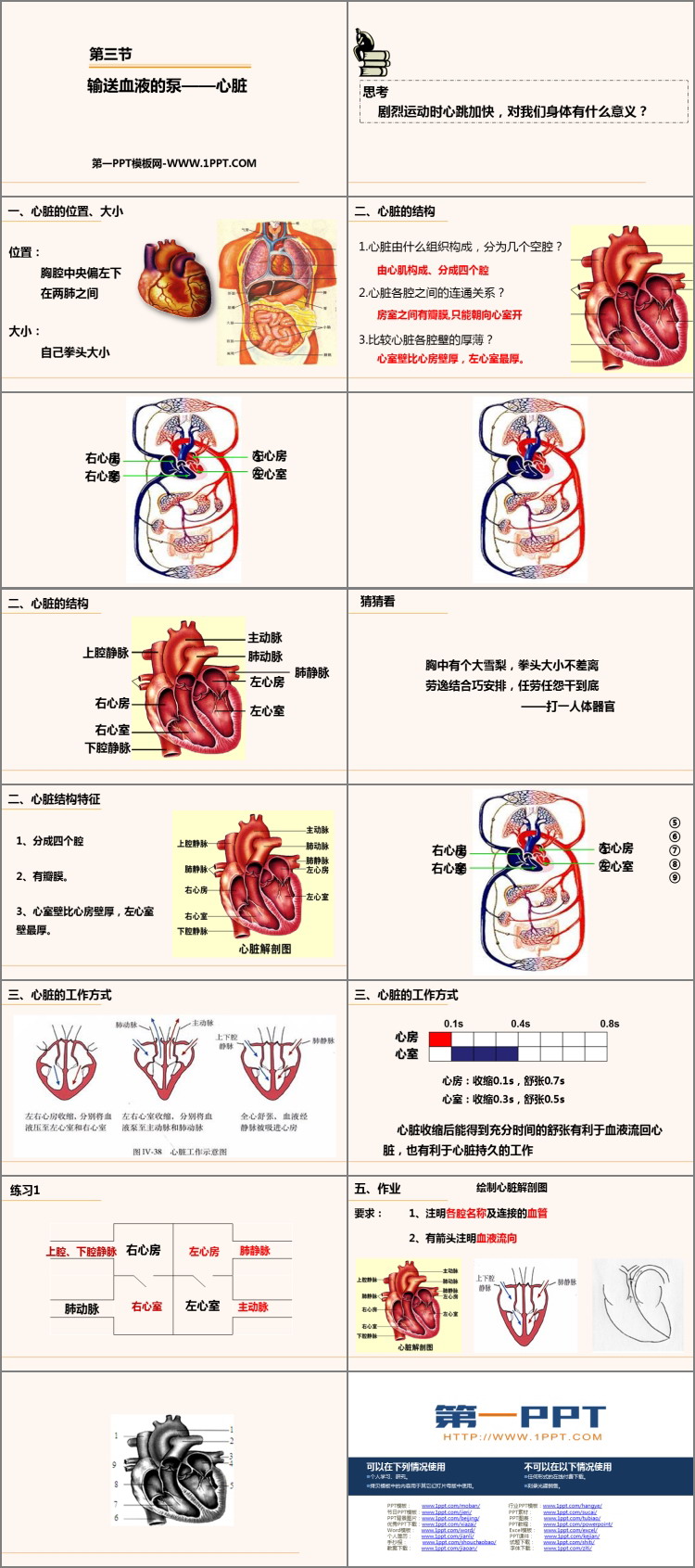 《输送血液的泵――心脏》PPT教学课件-预览图02