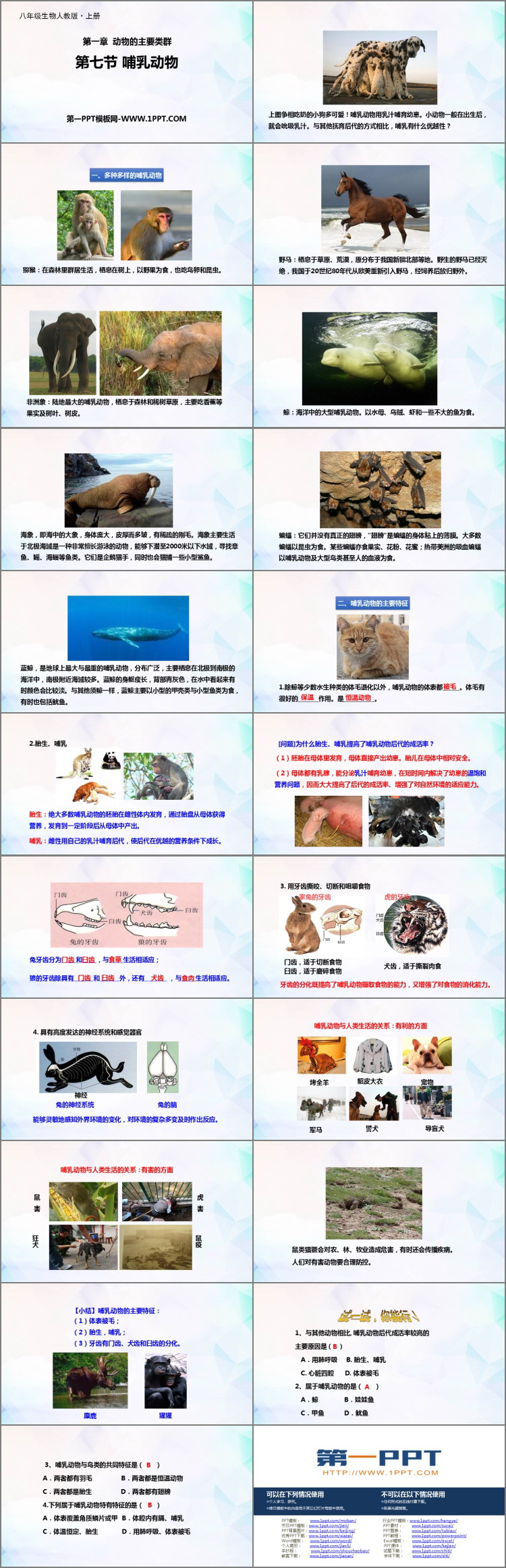 《哺乳动物》PPT课件下载-预览图02