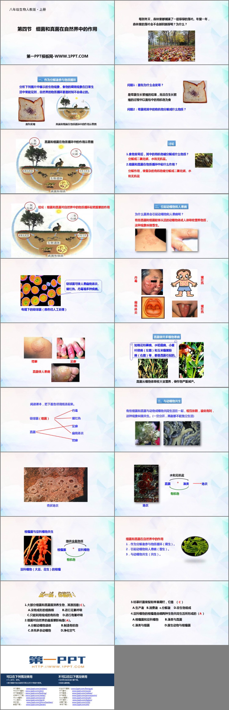 《细菌和真菌在自然界中的作用》PPT课件下载-预览图02