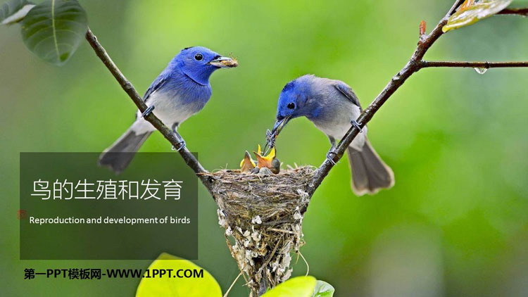 《鸟的生殖和发育》PPT教学课件-预览图01