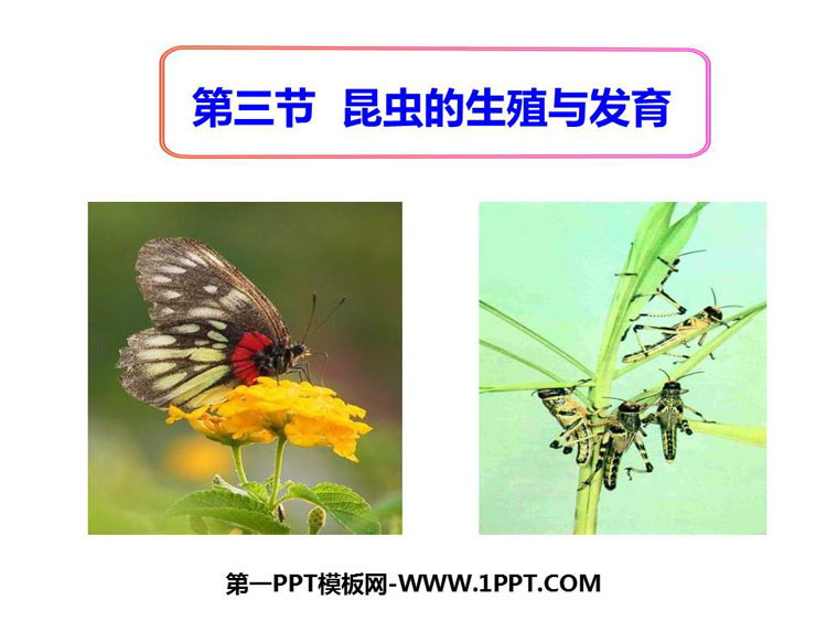 《昆虫的生殖与发育》PPT课件下载-预览图01