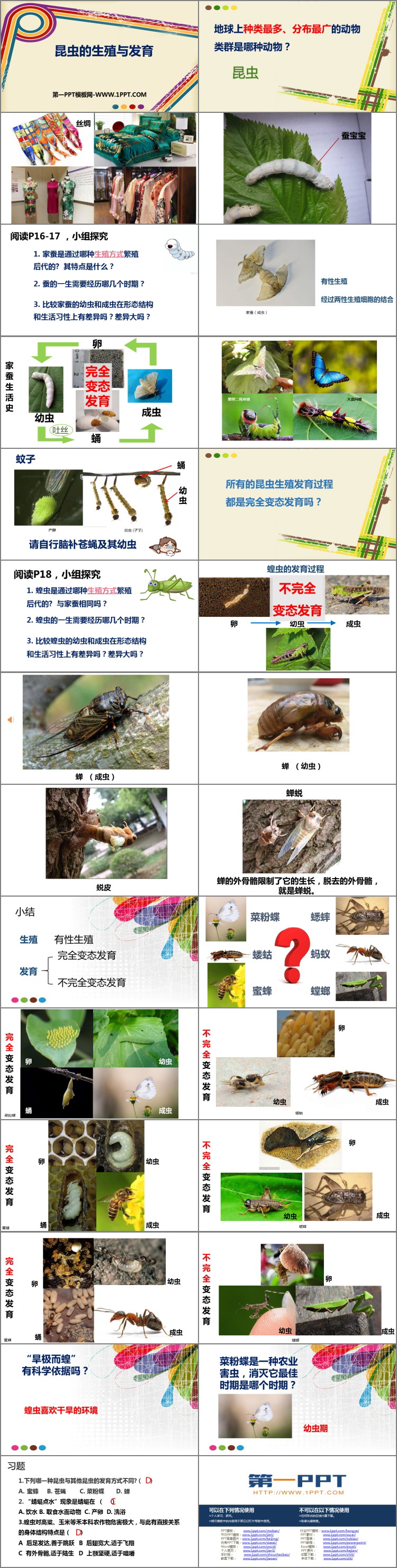 《昆虫的生殖与发育》PPT免费课件-预览图02