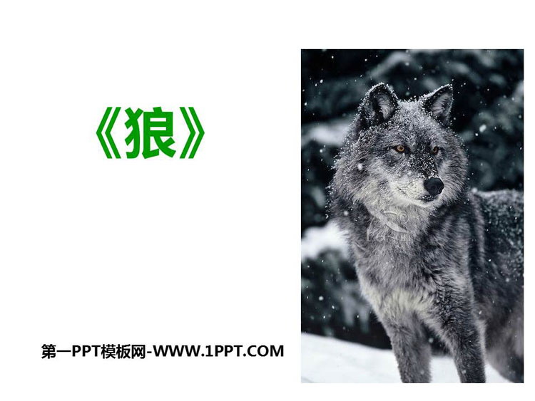 《狼》PPT课文课件下载-预览图01