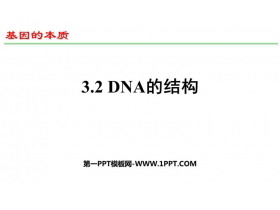 《DNA的结构》基因的本质PPT教学课件