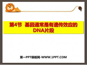 《基因通常是有遗传效应的DNA片段》基因的本质PPT教学课件