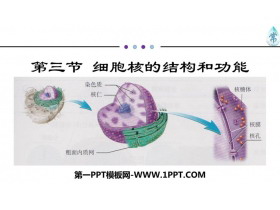 《细胞核的结构和功能》细胞的基本结构PPT教学课件