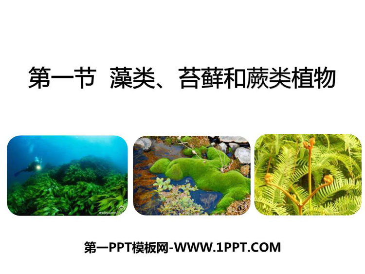 《藻类、苔藓和蕨类植物》PPT免费课件