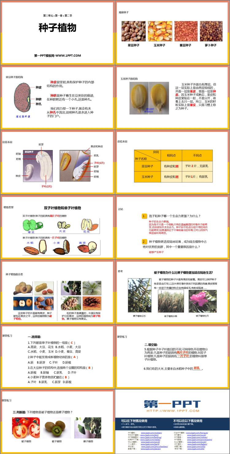 《种子植物》PPT教学课件下载-预览图02