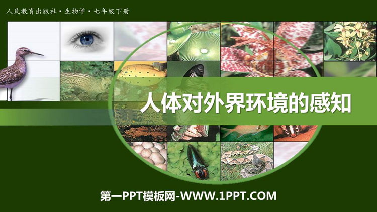 《人体对外界环境的感知》PPT免费下载