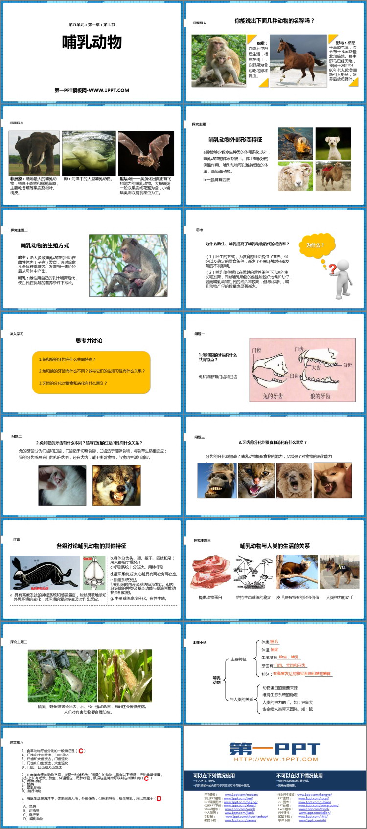 《哺乳动物》PPT优质课件-预览图02