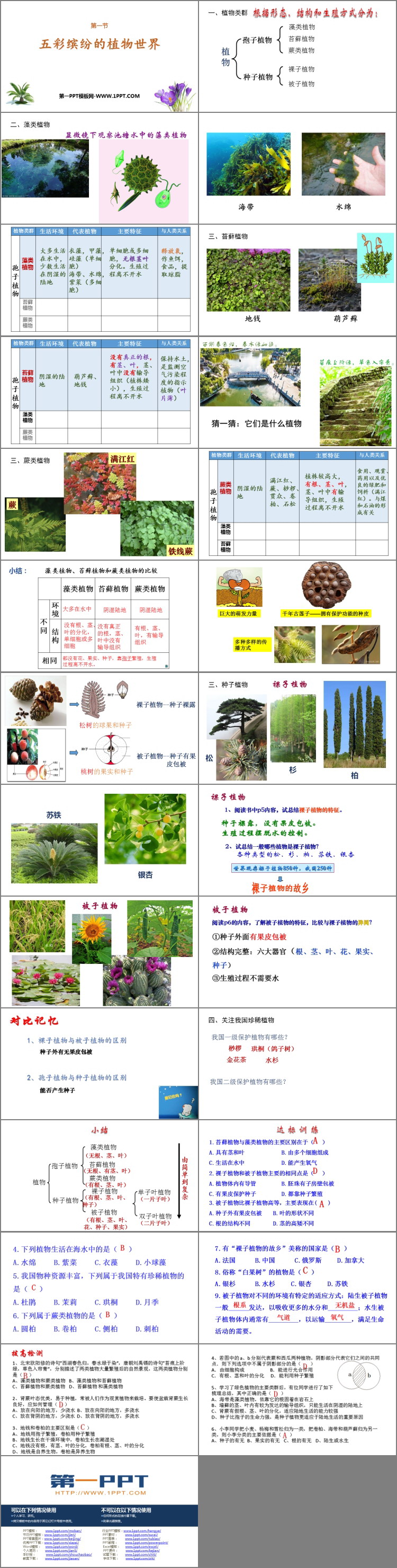 《五彩缤纷的植物世界》PPT课件下载-预览图02