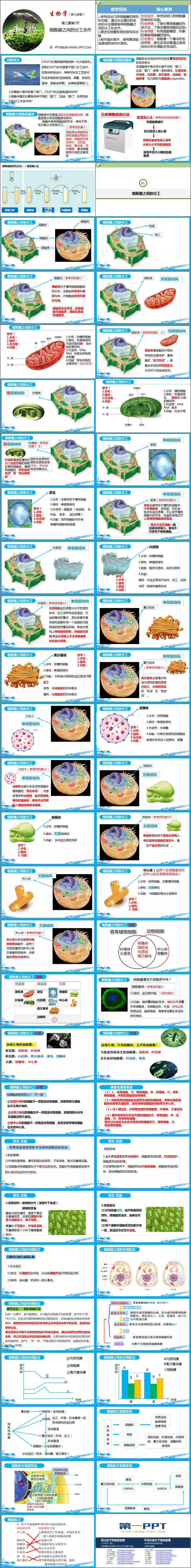 《细胞器之间的分工合作》细胞的基本结构PPT下载-预览图02