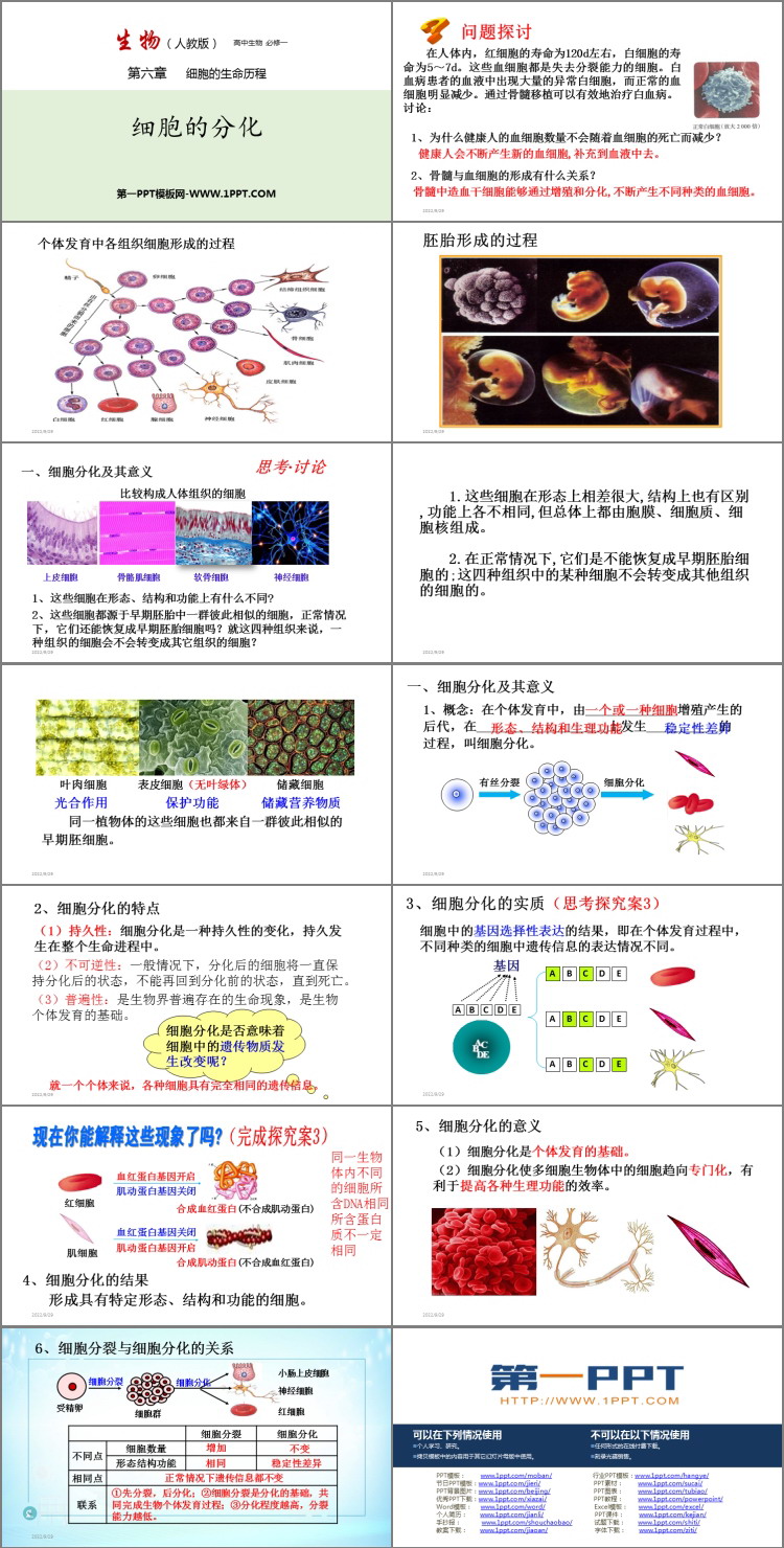 《细胞的分化》细胞的生命历程PPT教学课件