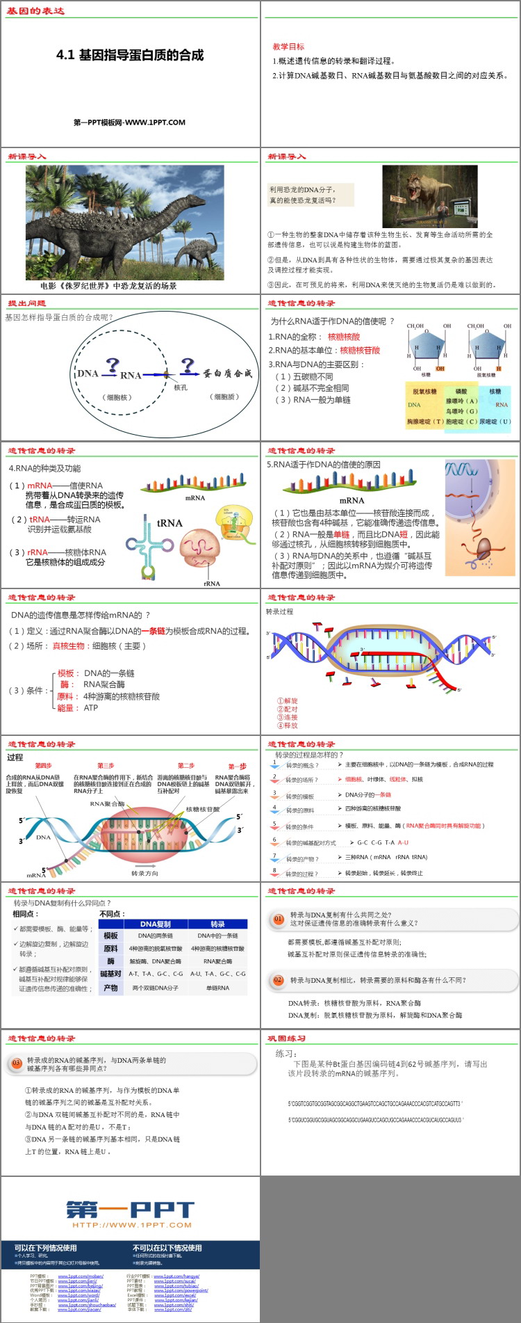《基因指导蛋白质的合成》基因的表达PPT教学课件-预览图02