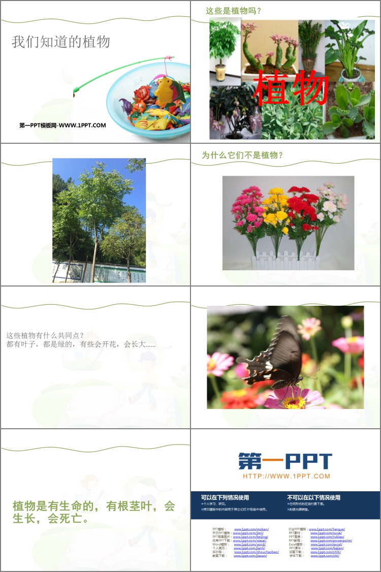《我们知道的植物》PPT优秀课件-预览图02