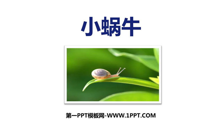 《小蜗牛》PPT免费课件下载