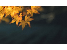五张秋天的枫叶PPT背景图片