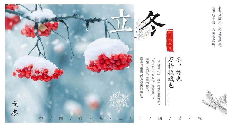 挂满雪花的红果子背景立冬节气介绍PPT模板